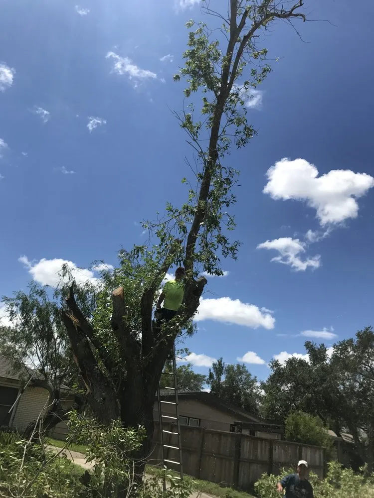 Local yard maintenance with custom design across Corpus Christi, TX - Johnnys Tree Service