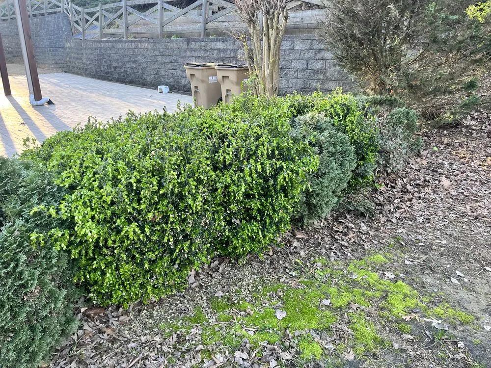 Reliable lawn care service in Johns Creek, GA - Johns Creek Lawn Care