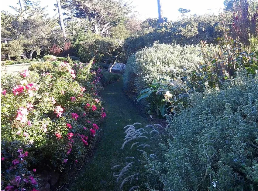Affordable yard cleanup service in Seaside, CA by John's Gardening Service