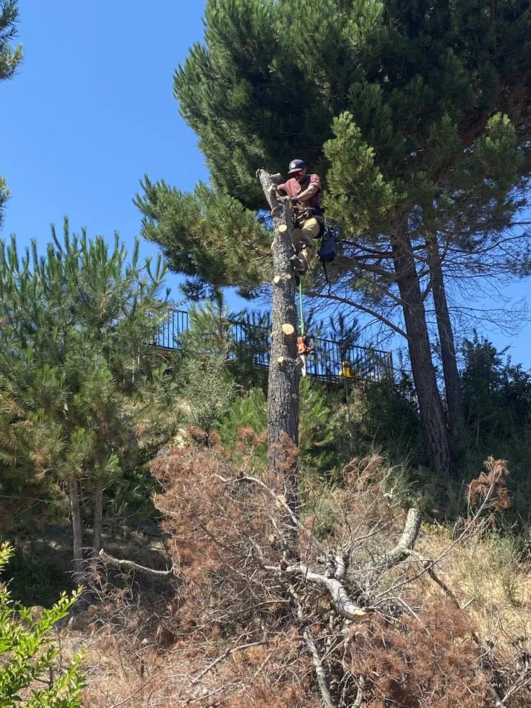 Reliable landscaping services in Castro Valley, CA - John's Good Landscaping Services