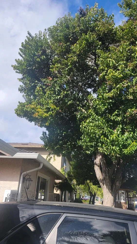 Trusted garden landscaping near you across Castro Valley, CA - John's Good Landscaping Services