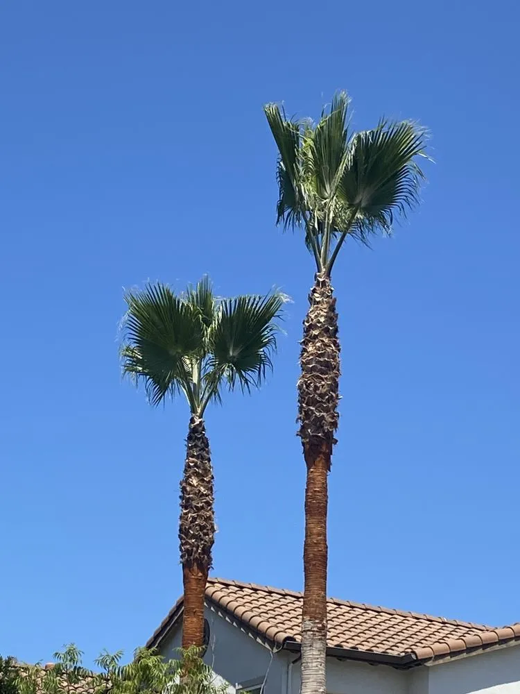 Top-rated landscape design in Castro Valley, CA by John's Good Landscaping Services