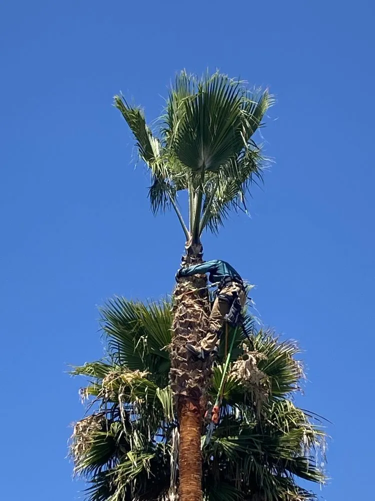 Custom landscape installation in Castro Valley, CA by John's Good Landscaping Services