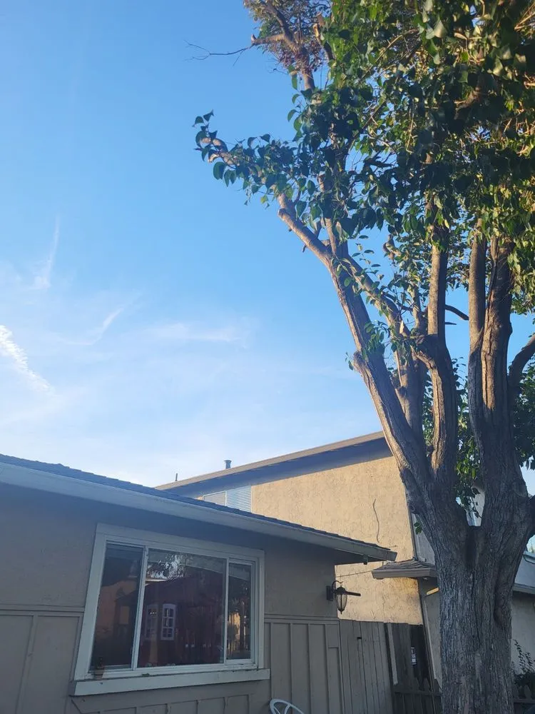 Local landscaping services in Castro Valley, CA by John's Good Landscaping Services