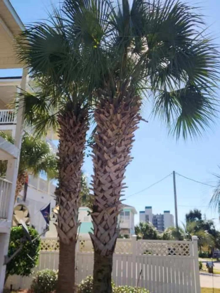 Expert lawn care service for beautiful yards in Myrtle Beach, SC by John's Landscaping