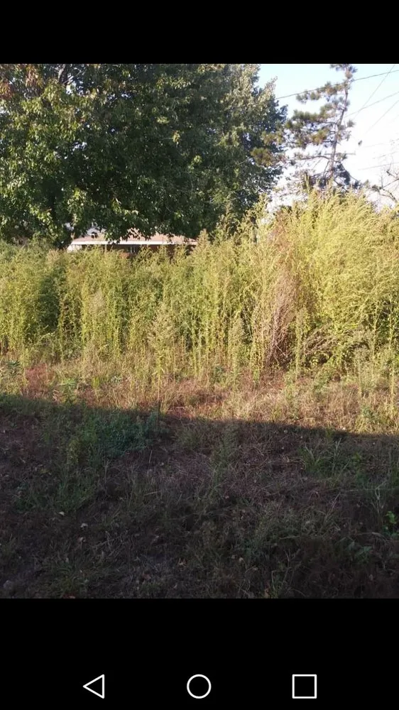 Local outdoor landscaping in Hammond, IN by John's Lawn Care Service