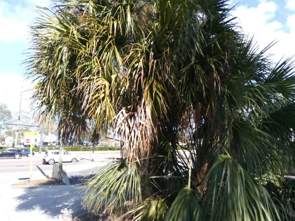 Custom lawn care service in Clearwater, FL - John's Lawn Services