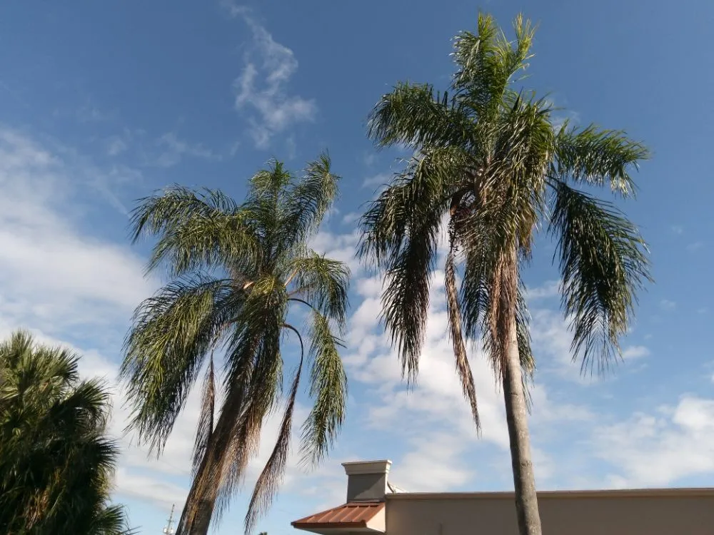 Professional residential landscaping in Clearwater, FL - John's Lawn Services