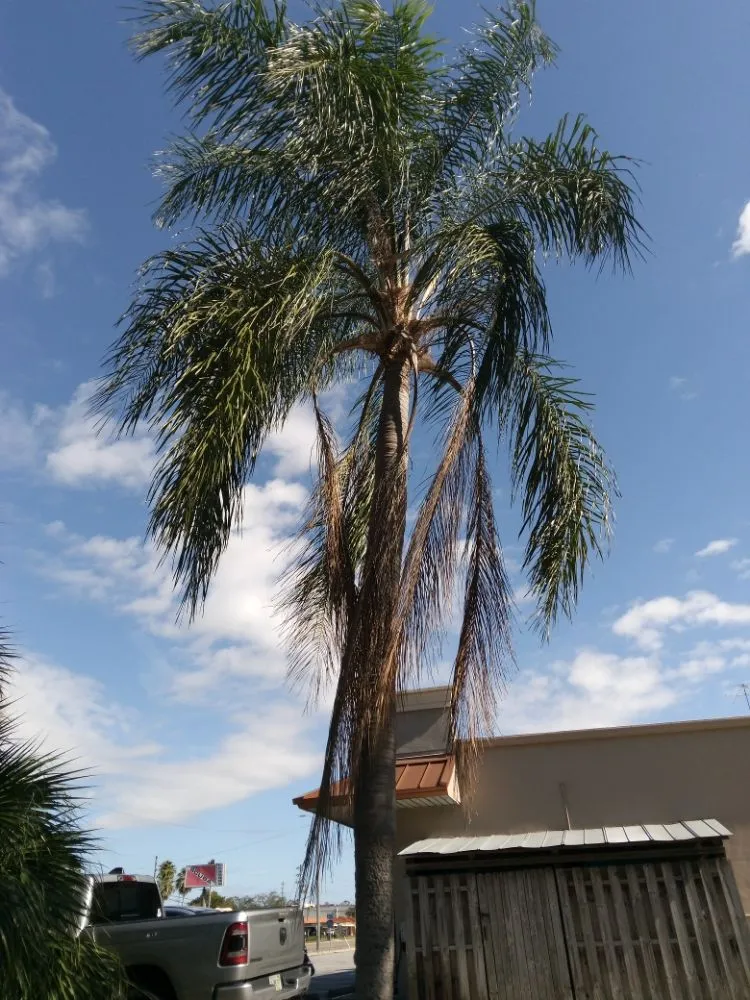 Local landscape design for year-round maintenance in Clearwater, FL by John's Lawn Services