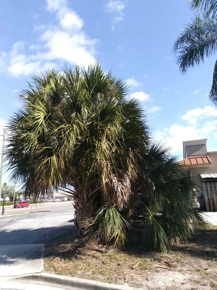 Custom outdoor landscaping in Clearwater, FL - John's Lawn Services