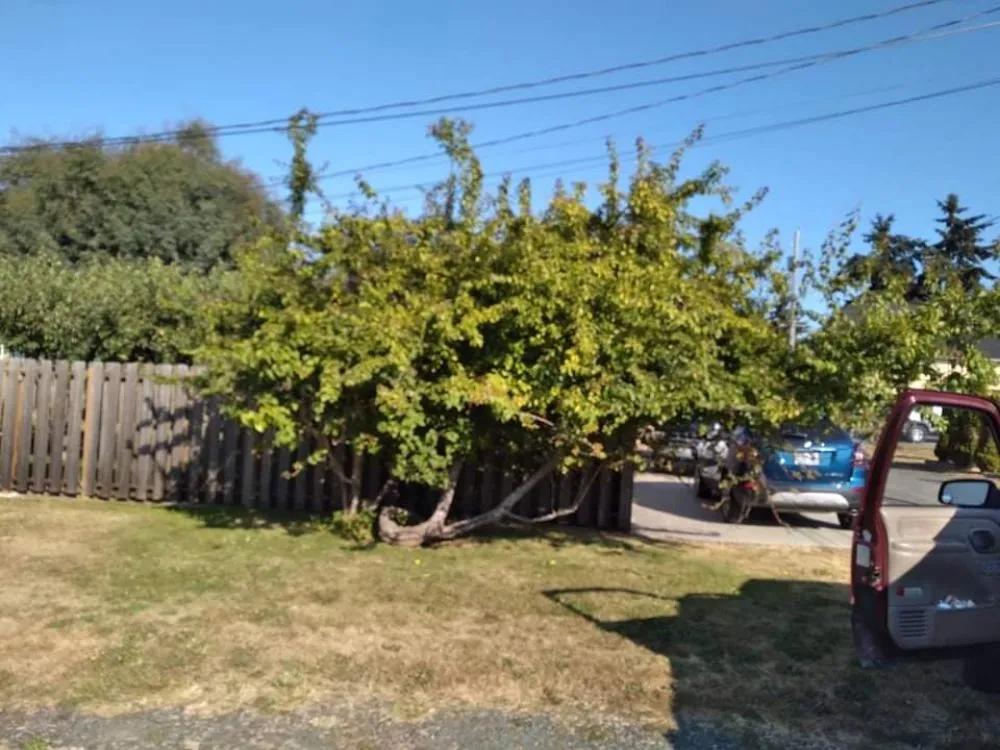 Expert landscaping services experts serving Vancouver, WA - John's Lawns