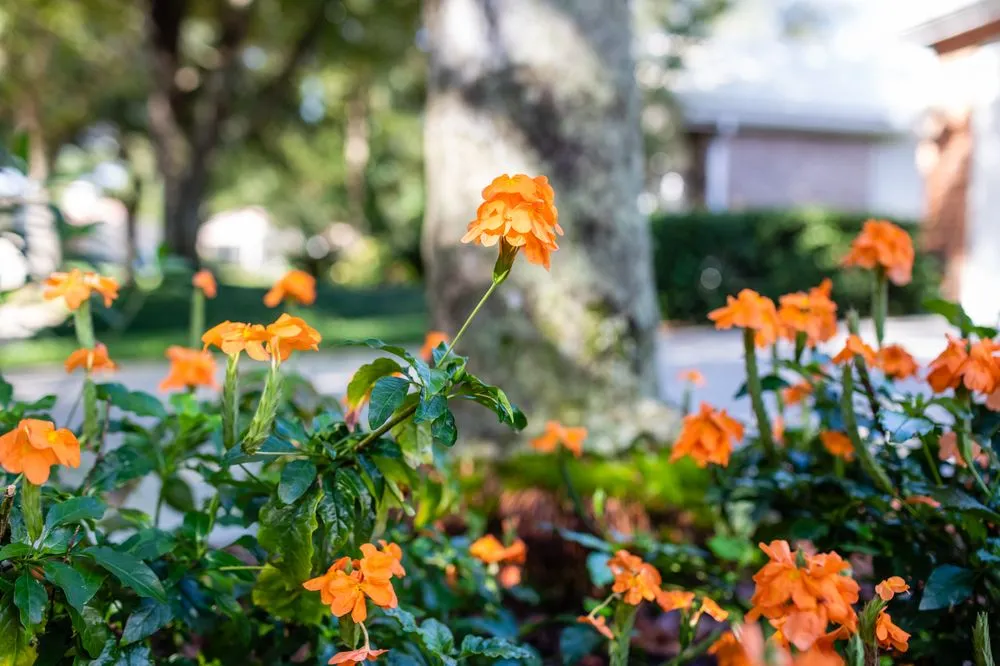 Custom lawn care service experts serving Tampa, FL - Johns Palms Landscaping