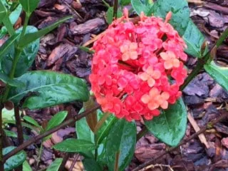 Expert garden landscaping for year-round maintenance in Tampa, FL by Johns Palms Landscaping