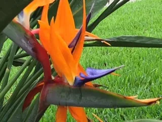 Expert garden landscaping in Tampa, FL by Johns Palms Landscaping