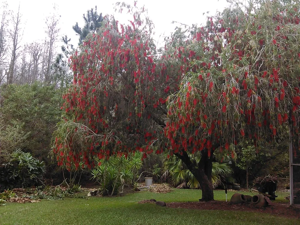 Local yard maintenance in Tampa, FL - Johns Palms Landscaping