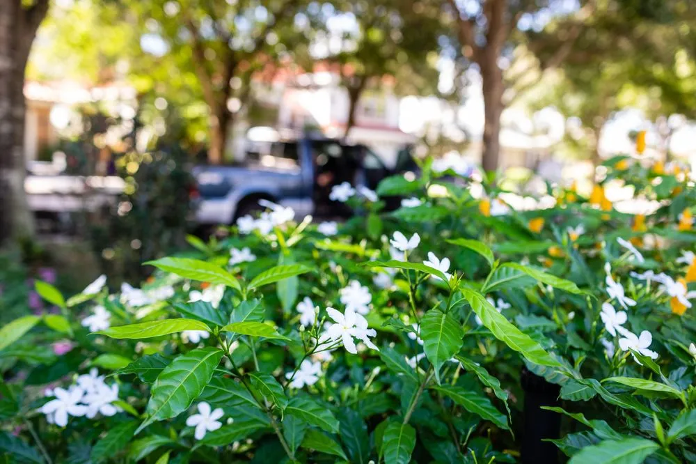 Affordable lawn care service in Tampa, FL by Johns Palms Landscaping