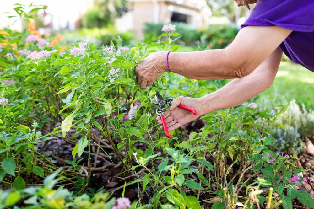 Local yard maintenance in Tampa, FL by Johns Palms Landscaping
