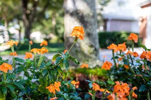 Johns Palms Landscaping Logo