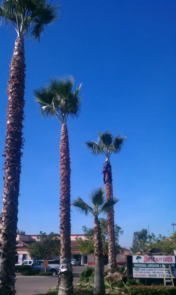 Trusted yard cleanup service in San Diego, CA - John's Quality Gardening