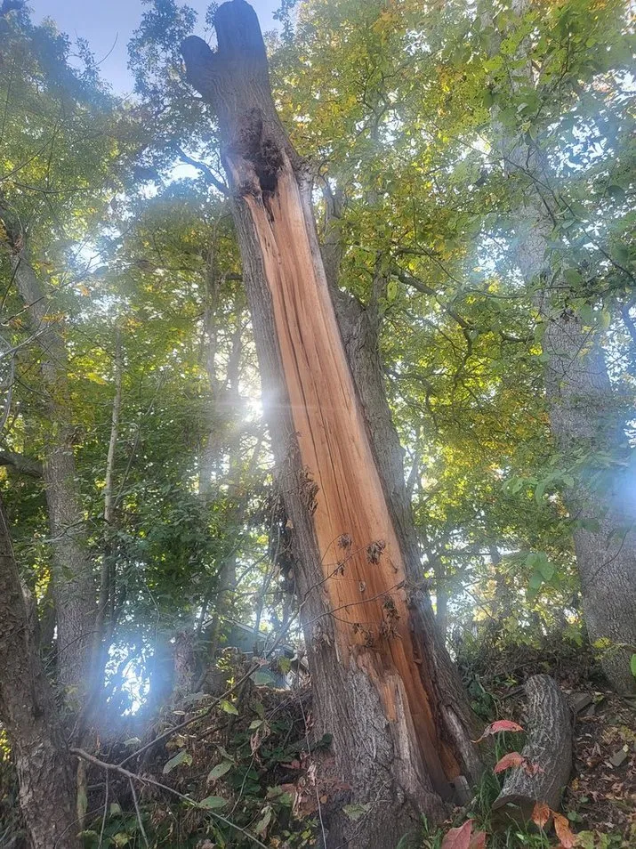 Top-rated garden landscaping for residential properties across Johnson City, NY - John's Tree Service & Landscaping