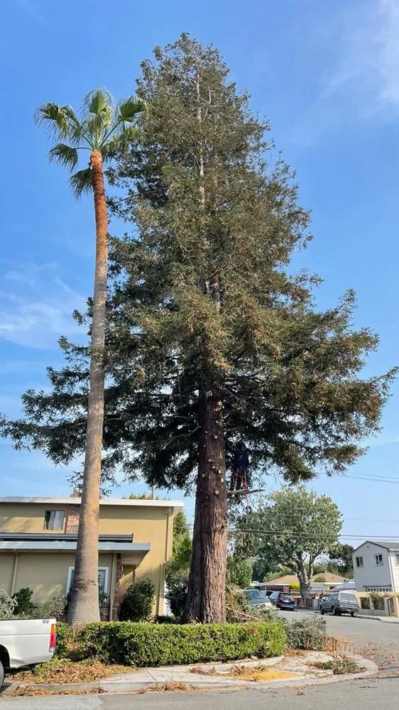 Expert residential landscaping in Pittsburg, CA - John's Tree Service