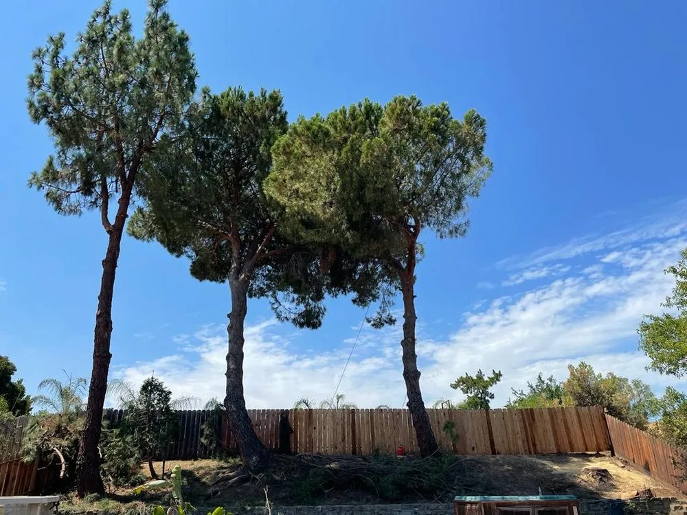 Reliable outdoor landscaping for beautiful yards across Pittsburg, CA - John's Tree Service