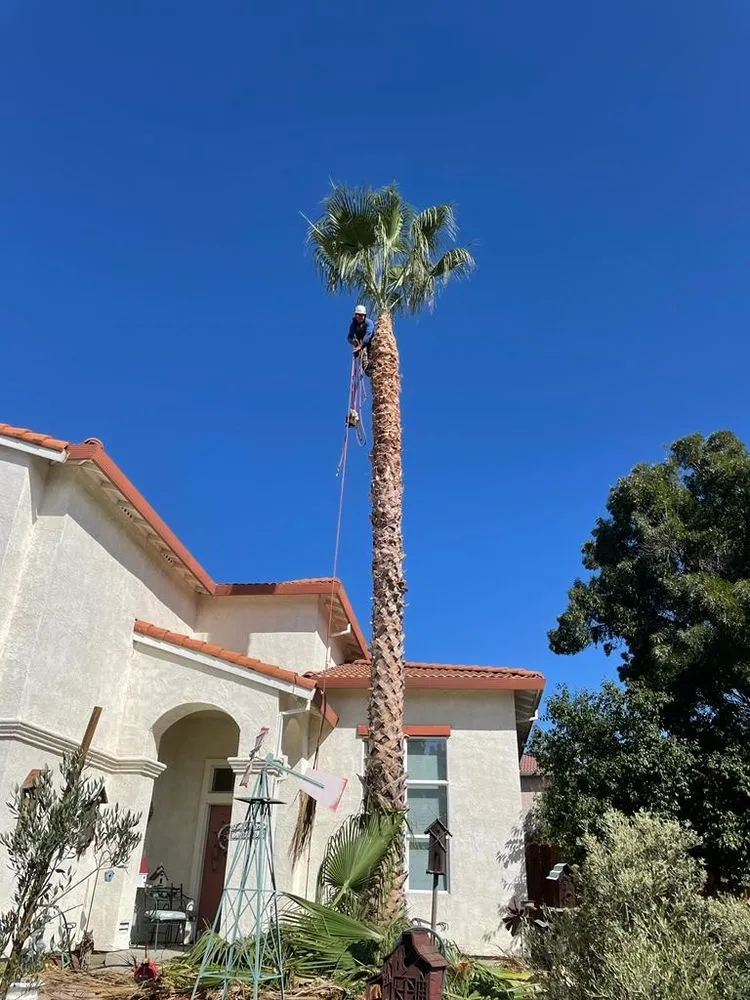 Top-rated residential landscaping in Pittsburg, CA - John's Tree Service