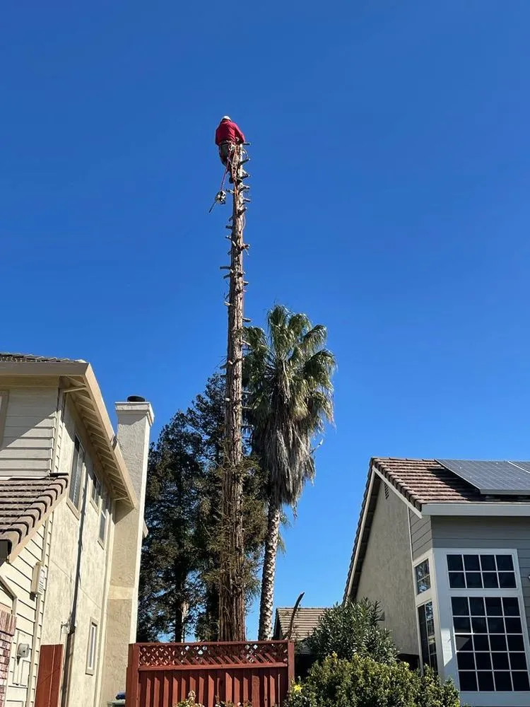 Affordable lawn mowing service in Pittsburg, CA - John's Tree Service