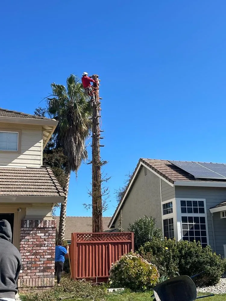 Professional landscape installation for outdoor upgrades across Pittsburg, CA - John's Tree Service