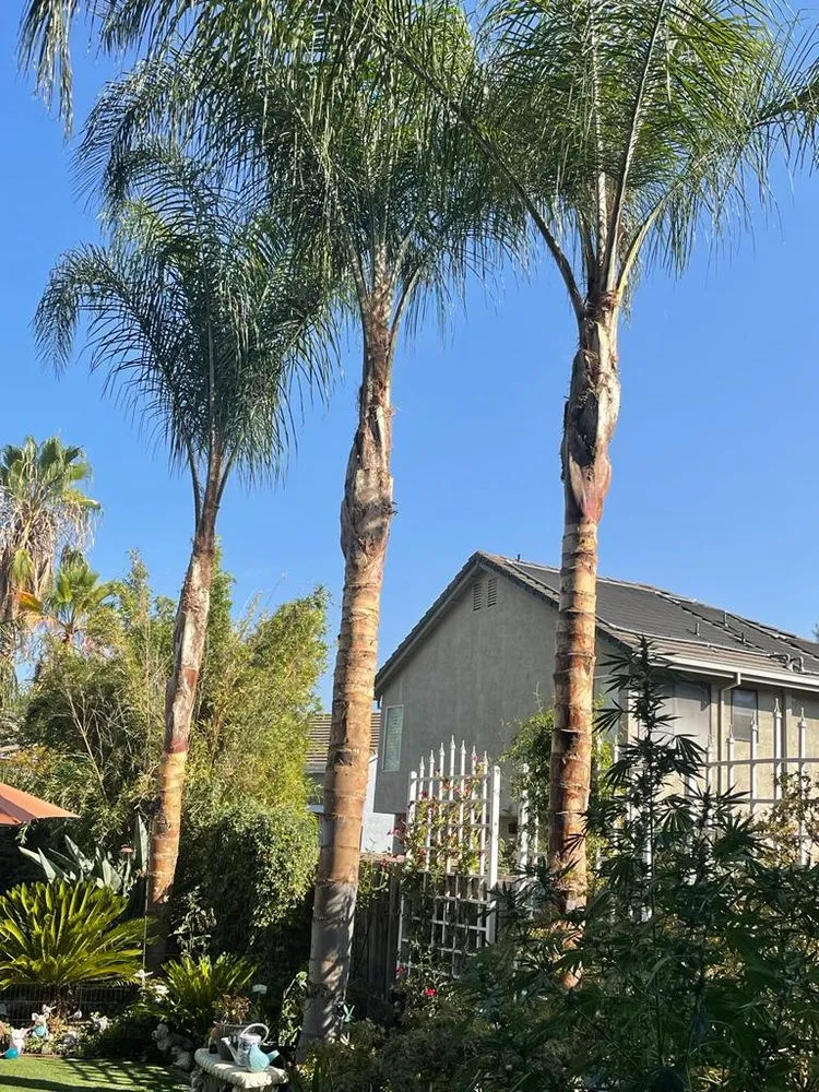 Expert yard cleanup service near you across Pittsburg, CA - John's Tree Service