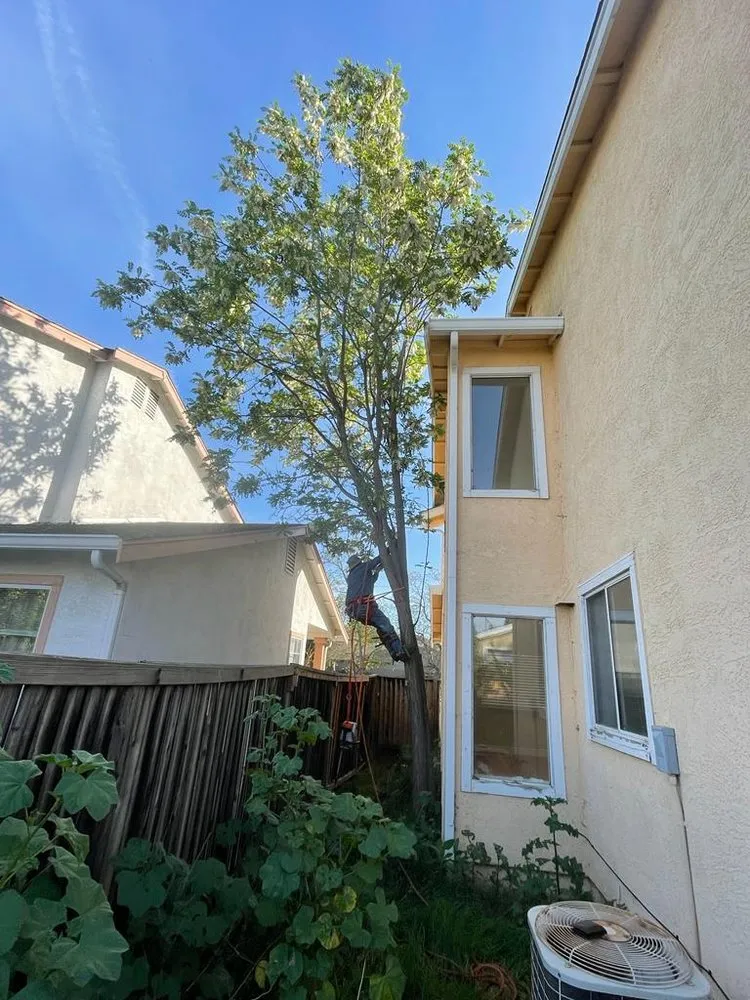 Professional lawn mowing service in Pittsburg, CA - John's Tree Service