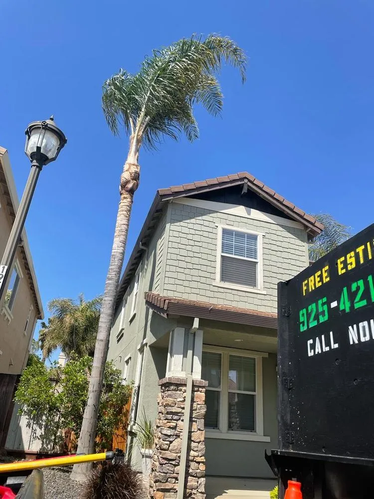 Top-rated outdoor landscaping for outdoor upgrades across Pittsburg, CA - John's Tree Service