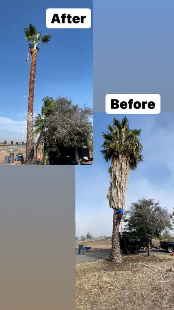 Affordable lawn mowing service in Pittsburg, CA by John's Tree Service