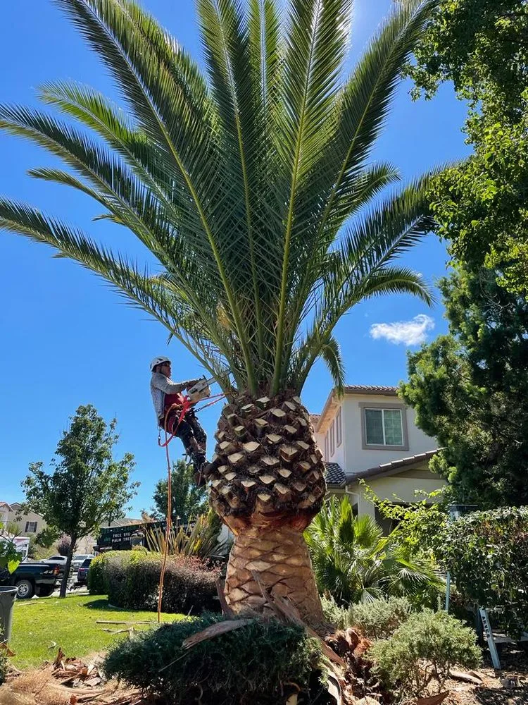 Expert lawn care service for homes across Pittsburg, CA - John's Tree Service