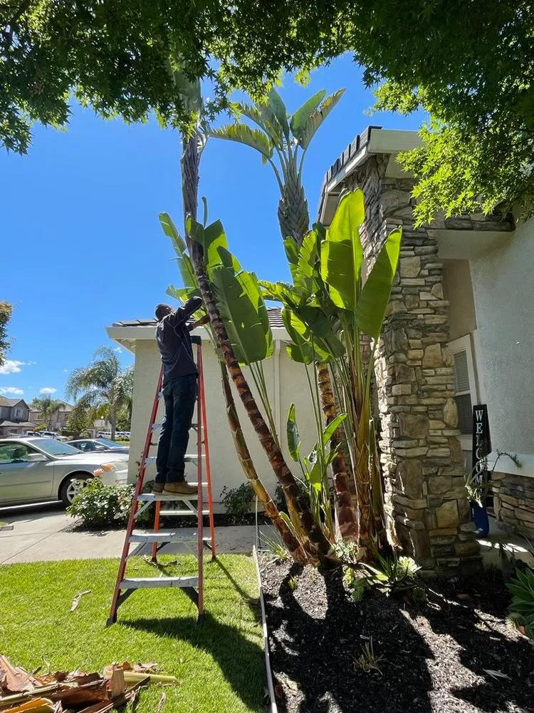 Local landscape installation in Pittsburg, CA by John's Tree Service