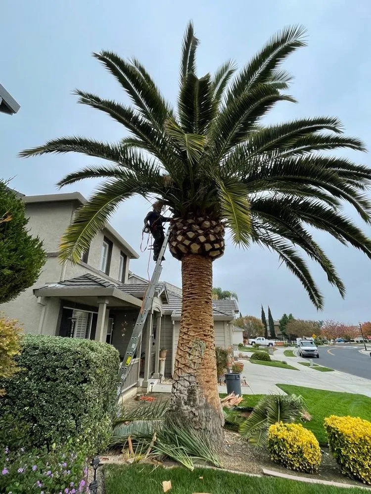 Reliable yard maintenance with custom design across Pittsburg, CA - John's Tree Service