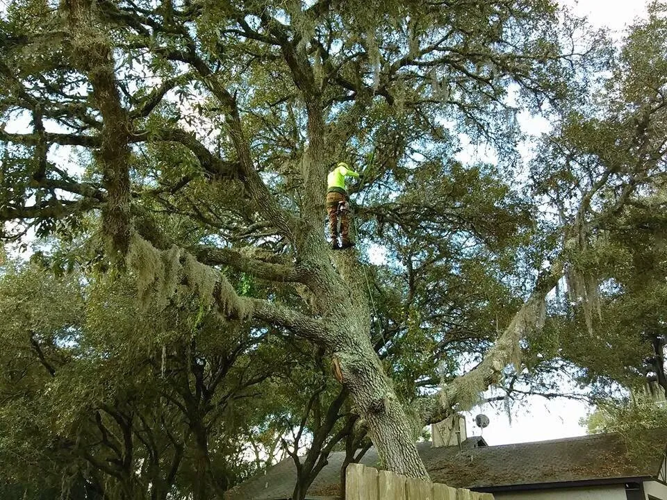 Affordable landscaping services in Leesburg, FL - John's Trees & Landscaping Company