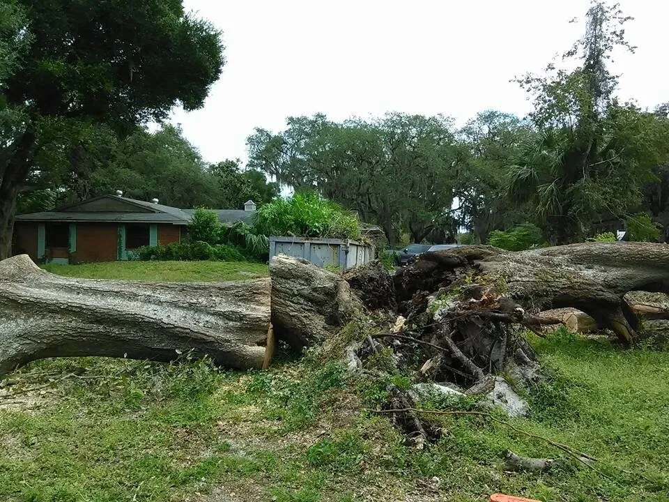 Local landscape design in Leesburg, FL - John's Trees & Landscaping Company