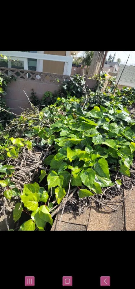 Trusted residential landscaping experts serving Lawndale, CA - John’s Yard Clean-Up Service