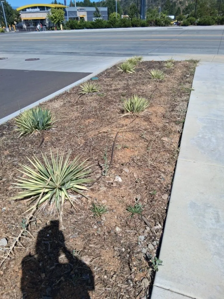 Expert outdoor landscaping for year-round maintenance in Fort Jones, CA by John's yard service