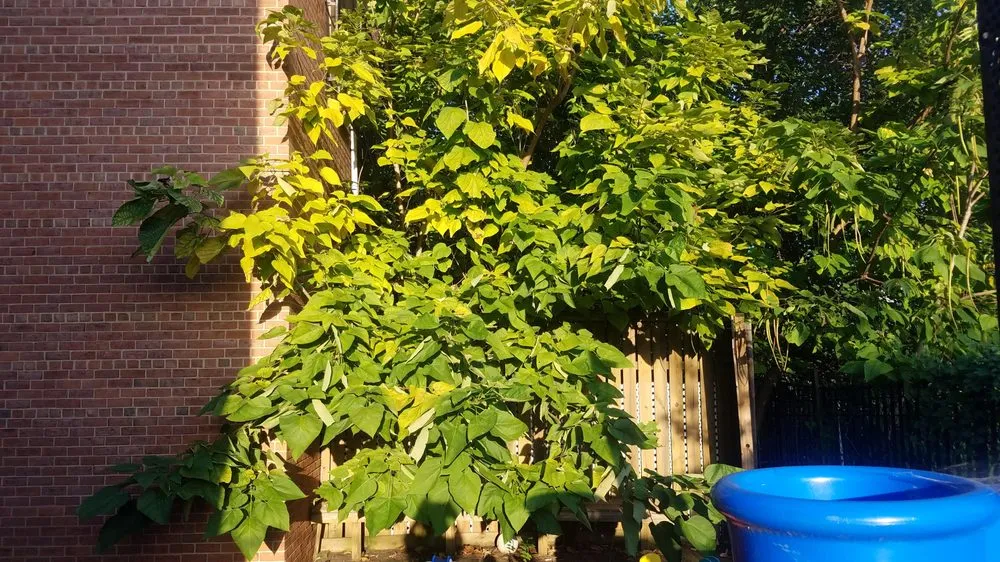 Reliable yard cleanup service in Clinton, MD by Johnson & Sons Landscaping