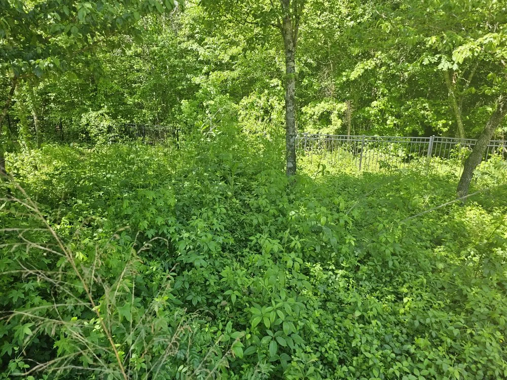 Affordable yard maintenance in Warm Springs, GA - Johnson Lanscaping Pinestraw