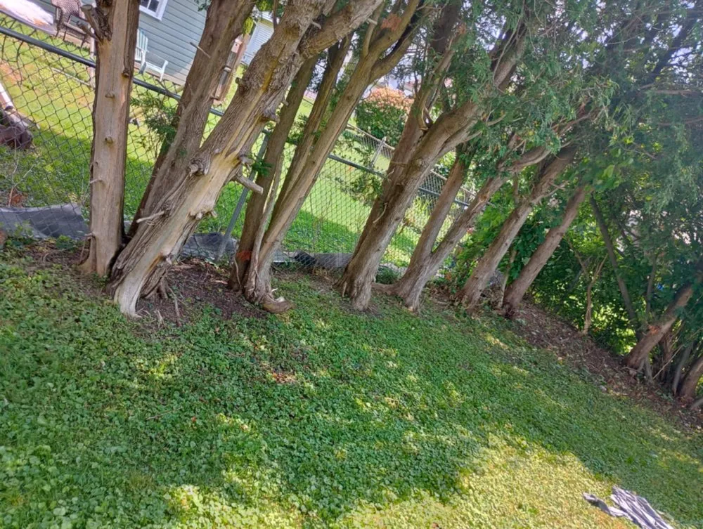 Professional yard cleanup service for residential properties in Albion, NY by Johnson Services