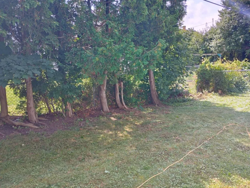 Top-rated yard cleanup service with custom design in Albion, NY by Johnson Services