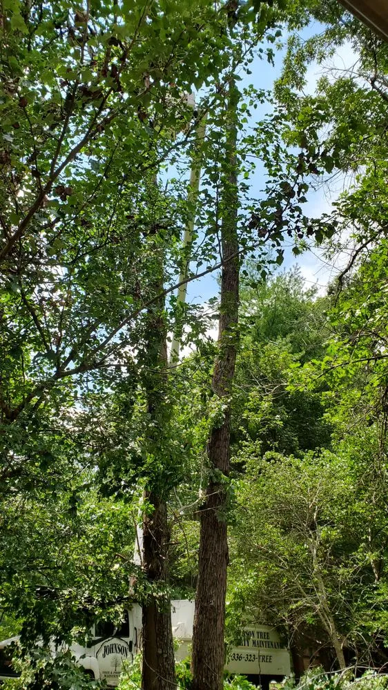 Affordable yard cleanup service for year-round maintenance in Eden, NC by Johnson Tree & Property Maintenance