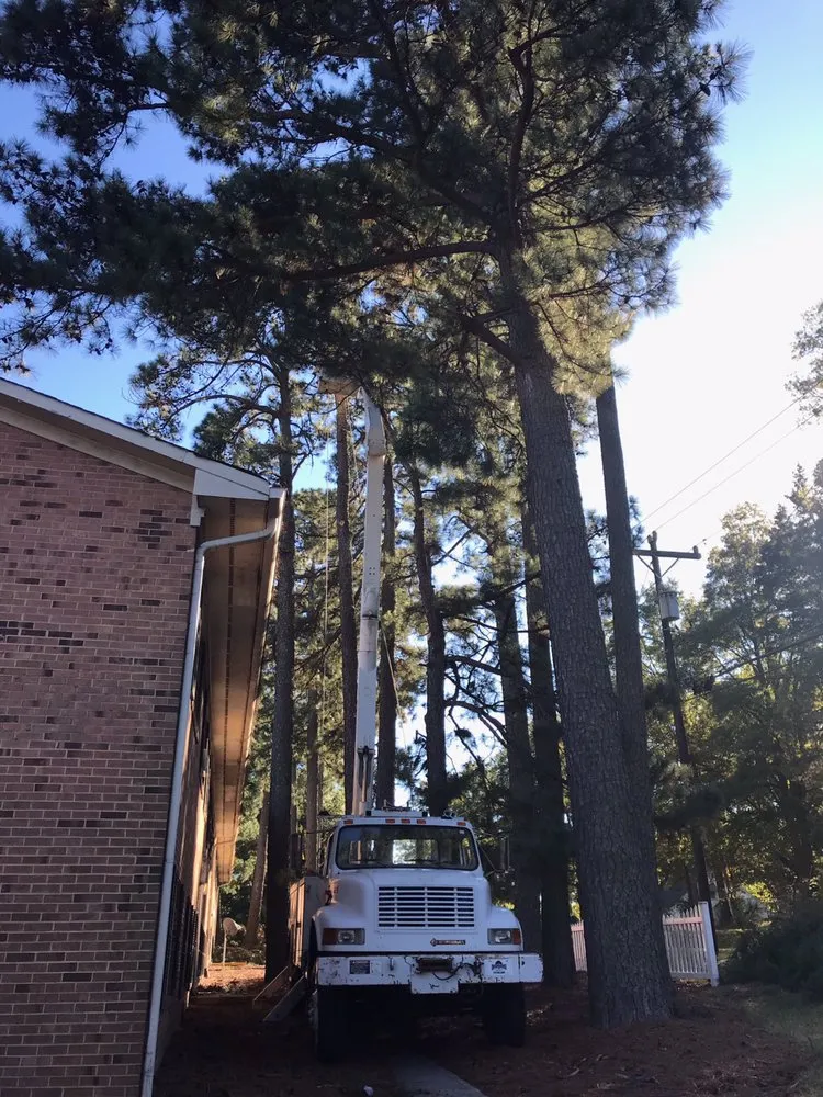 Professional lawn care service experts serving Bahama, NC - Johnson Tree Experts