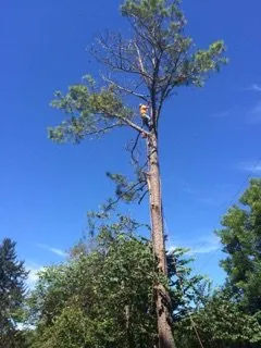 Top-rated landscaping services in Bahama, NC - Johnson Tree Experts