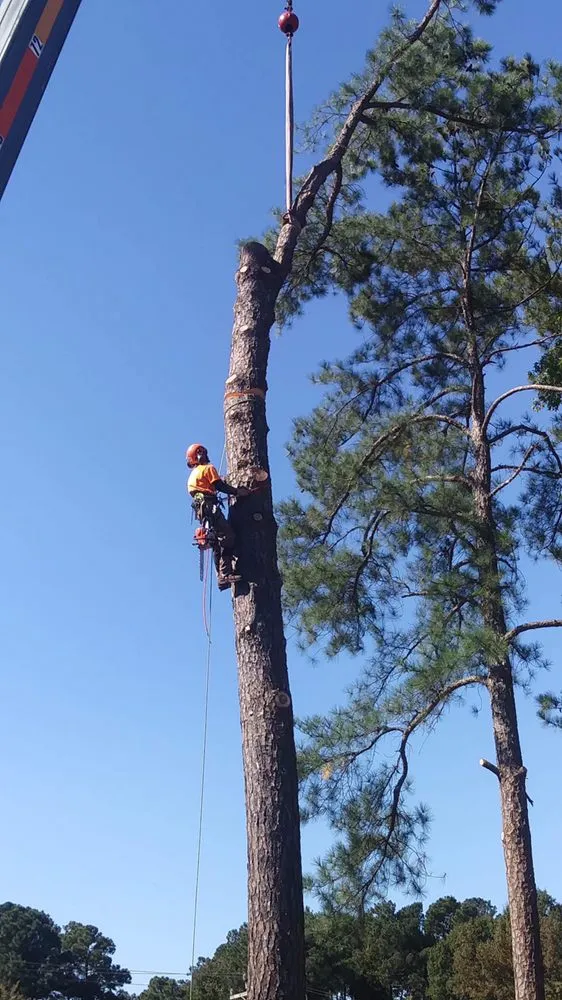 Local lawn mowing service in Bahama, NC - Johnson Tree Experts