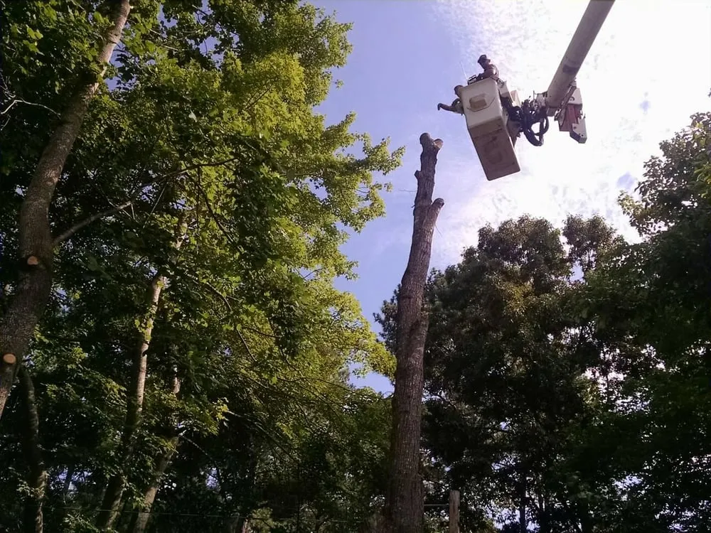 Expert outdoor landscaping for year-round maintenance in Bahama, NC by Johnson Tree Experts