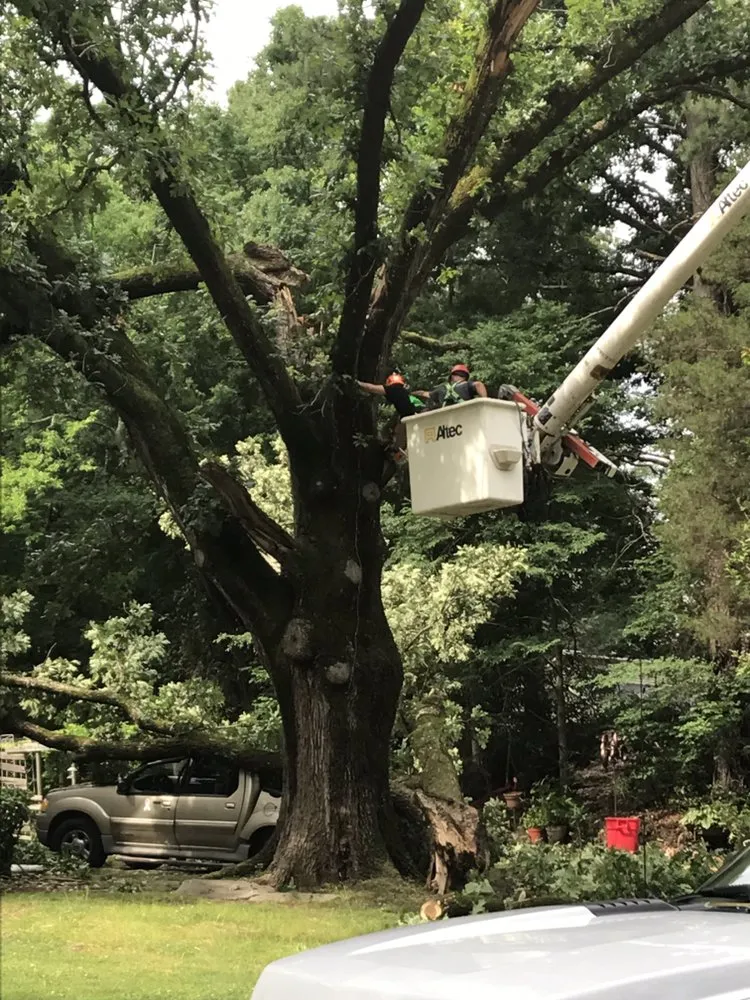 Affordable yard maintenance in Bahama, NC by Johnson Tree Experts
